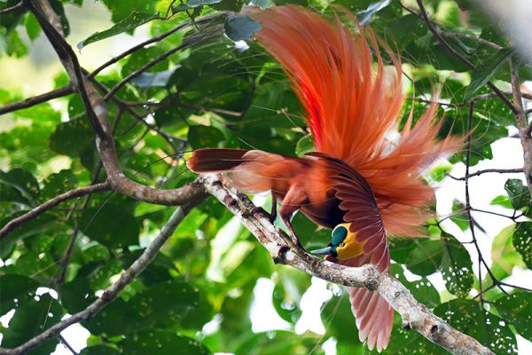 Raggiana Oiseau de Paradis par Rich Lindie