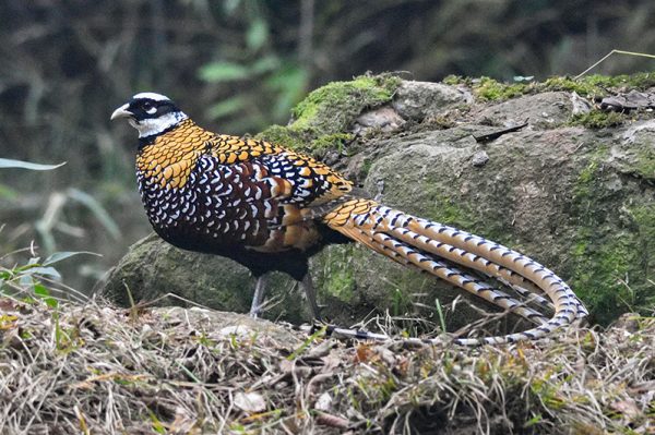 क्लेटन बर्न द्वारा रीव्स तीतर