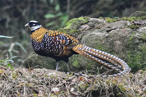 Reeves&#39;s Pheasant av Clayton Burne