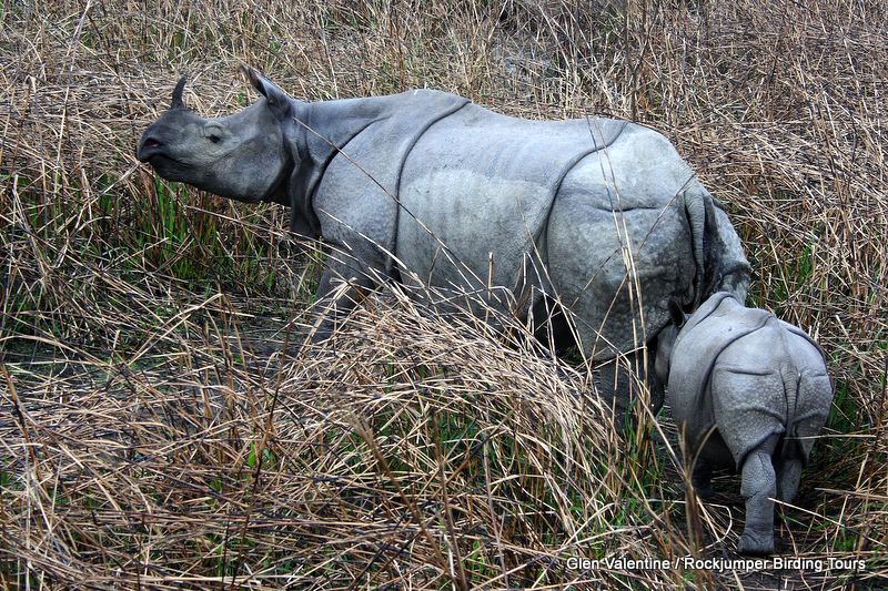 Från en specifik gömma i Kaziranga såg vi över 50 av dessa magnifika bestar, inklusive flera mödrar och kalvar