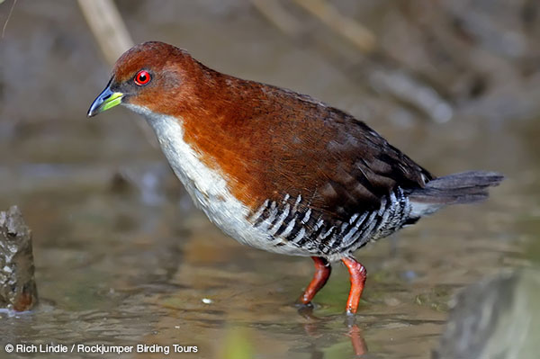 Bird of the Year 2015