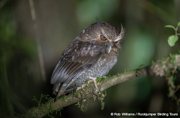 Long-whiskered Owlet by Rob Williams