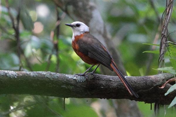 White-headed Robin-Chat photographed on our 2012 tour by Jonathan Rossouw