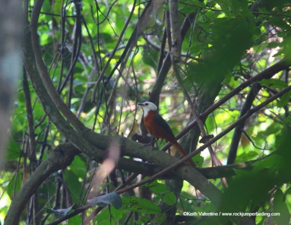 White-headed Robin Chat – Keith Valentine