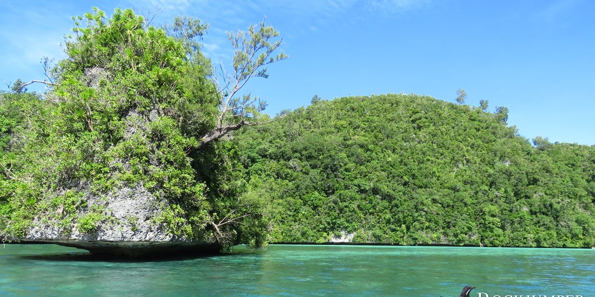 Micronesië – Palau Vogelonderzoek