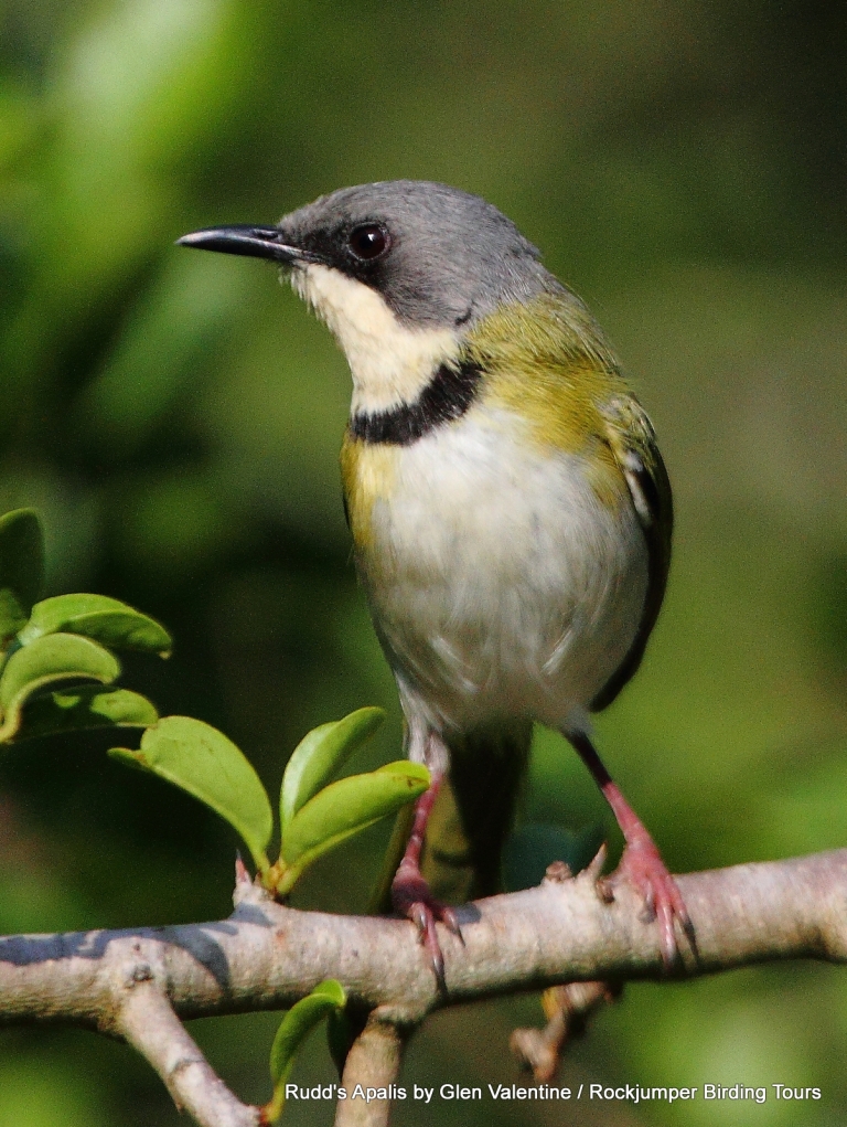 Rudd’s Apalis is one of South Africa’s very special birds and has an extremely limited range