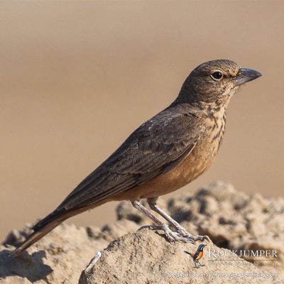 Rufous-tailed Lark by Stephan Lorenz