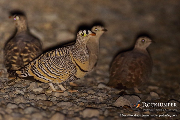 egyptbirdingtours