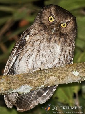 Santa Marta Screech Owl by Dušan Brinkhuizen