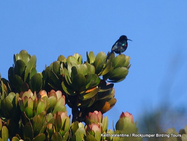 Sunbird à touffes écarlates par Keith Valentine