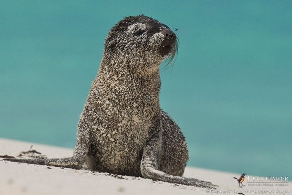 Galápagos søløve hvalp