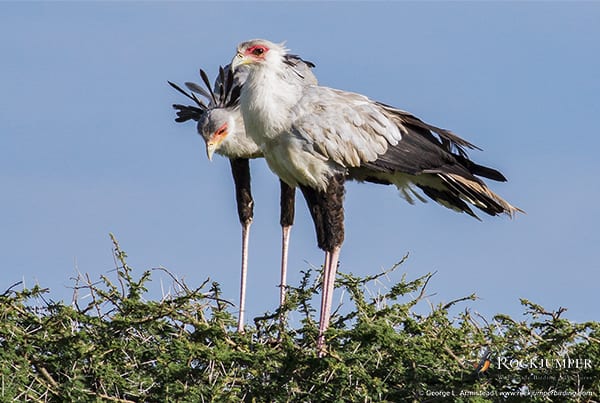 Secretarybirds door George L. Armistead