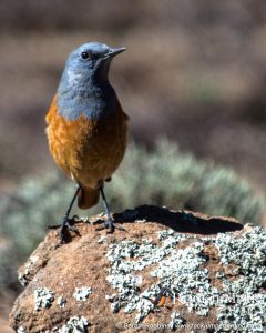 Sentinal Rock Thrush