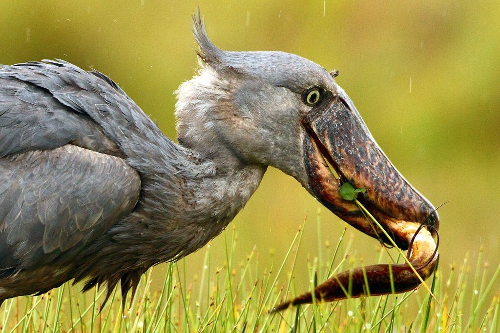 Shoebill de Markus Lilje