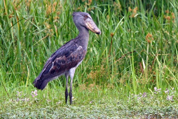 Un Shoebill subadulto, Murchison Falls, Uganda por Jonathan Rossouw