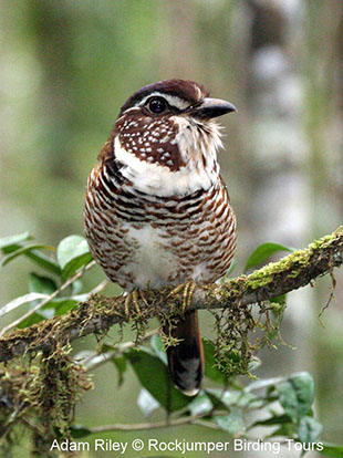 Kortbent Ground Roller är en fågel som ofta kräver mycket tid och ansträngning.