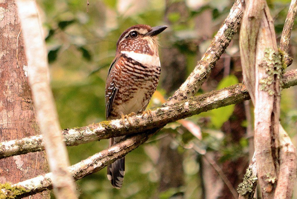 Short-legged Ground Roller by Wayne Jones