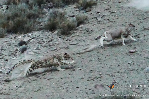 Snow Leopard making a kill