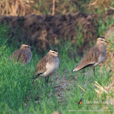 Sociable Lapwing by Stephan Lorenz