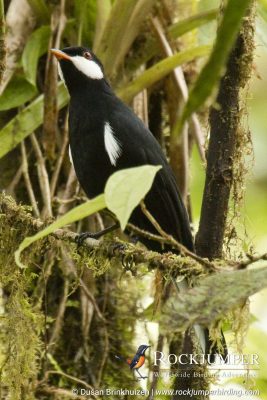 Solitario negro de Dušan Brinkhuizen