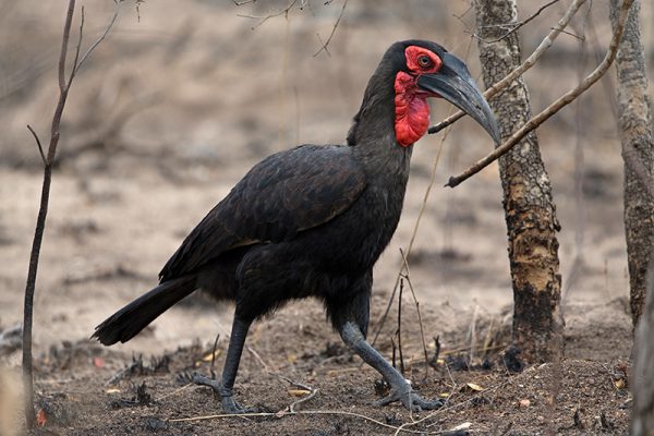 Southern Ground Hornbill av Adam Riley