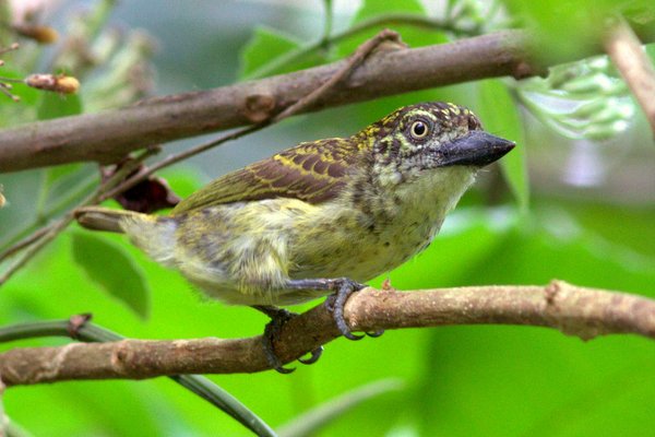 斑点のあるティンカーバードは、異常な羽毛、巨大なくちばし、ウズラを思わせる珍しい鳴き声を持つ、かなり異常な熱帯雨林の種です。