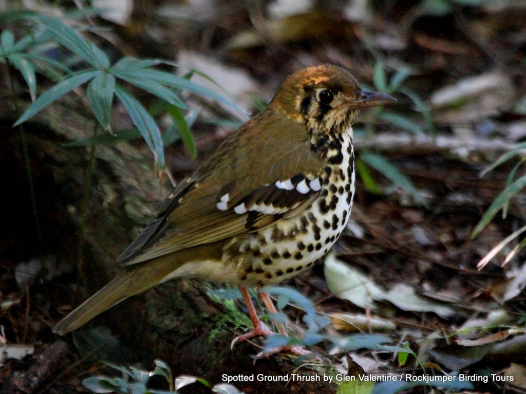 El zorzal manchado se encuentra en una pequeña franja de bosque costero en Sudáfrica y también de manera muy irregular en algunos otros países africanos.