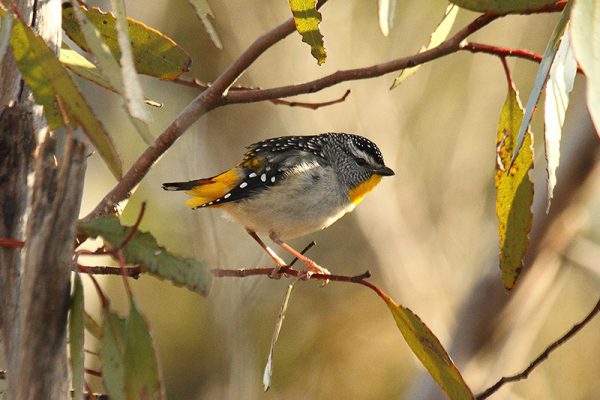 Pardalote tacheté par Glen Valentine