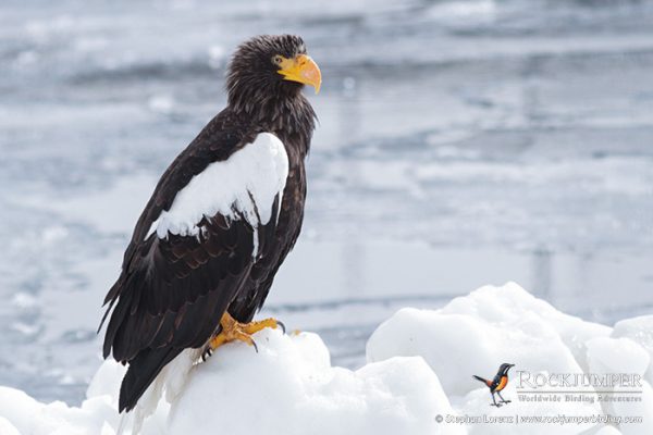 japanbirdingturer