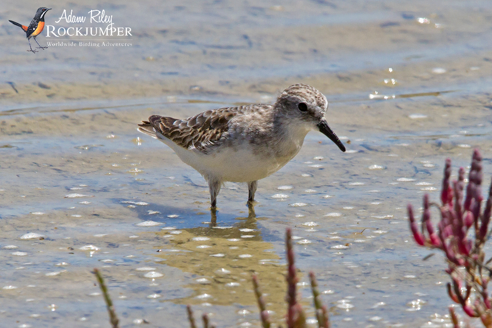 Little Stint