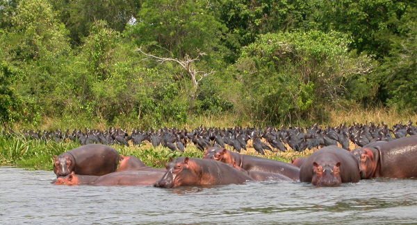 En stor flock rastande Abdims storkar längs Nilen, Uganda av Adam Riley