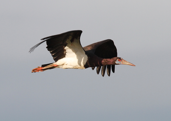 Abdim’s Stork in flight, Tanzania by Jonathan Rossouw