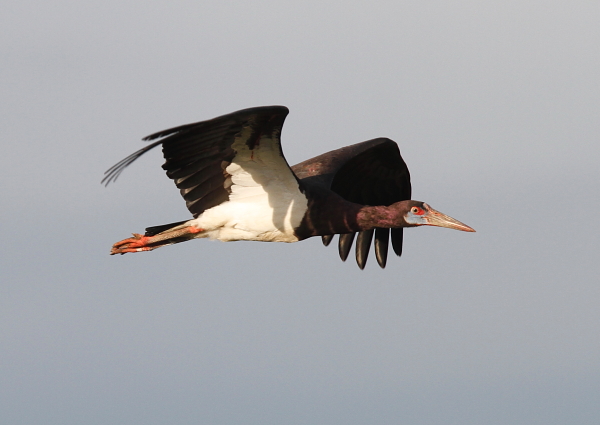 La cigüeña de Abdim en vuelo, Tanzania por Jonathan Rossouw