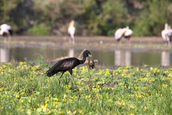 Un Openbill africano con su presa favorita, un caracol manzana, Selous Tanzania