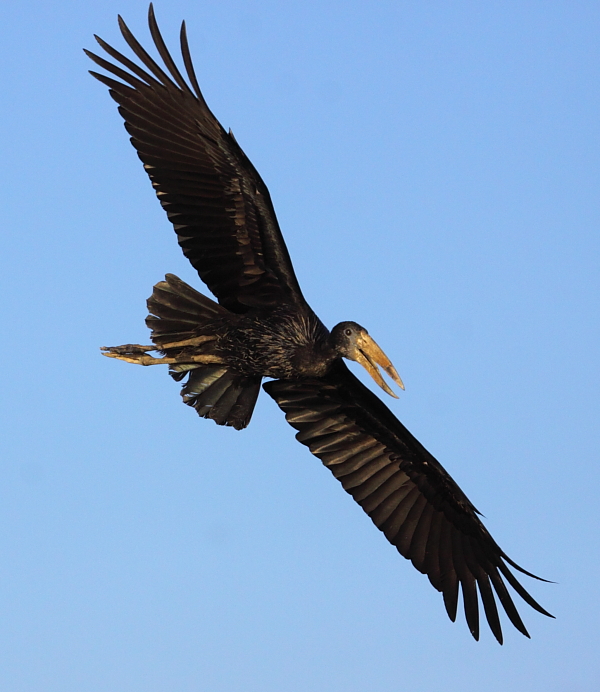 Openbill africano en vuelo, Selous, Tanzania por Adam Riley