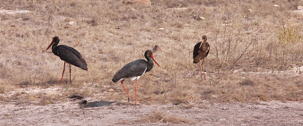 Et par sorte storke med en subadult fugl af Adam Riley