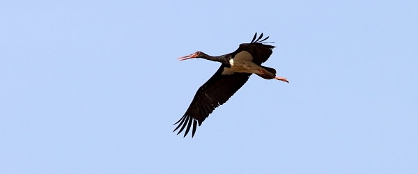 Cigüeña negra en vuelo, llanuras de Sululta, Etiopía por Adam Riley