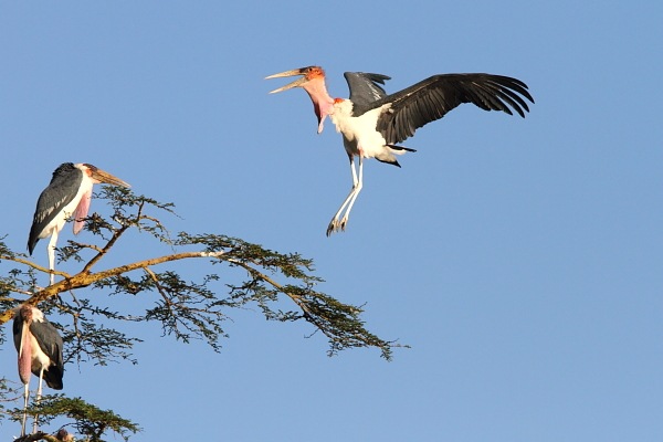 En Marabou-stork ankommer til sit hviletræ, Serengeti, Tanzania af Adam Riley