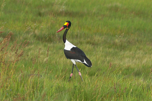 A male Saddle-billed Stork (note the dark eye and yellow wattles), St Lucia, South Africa by Adam Riley