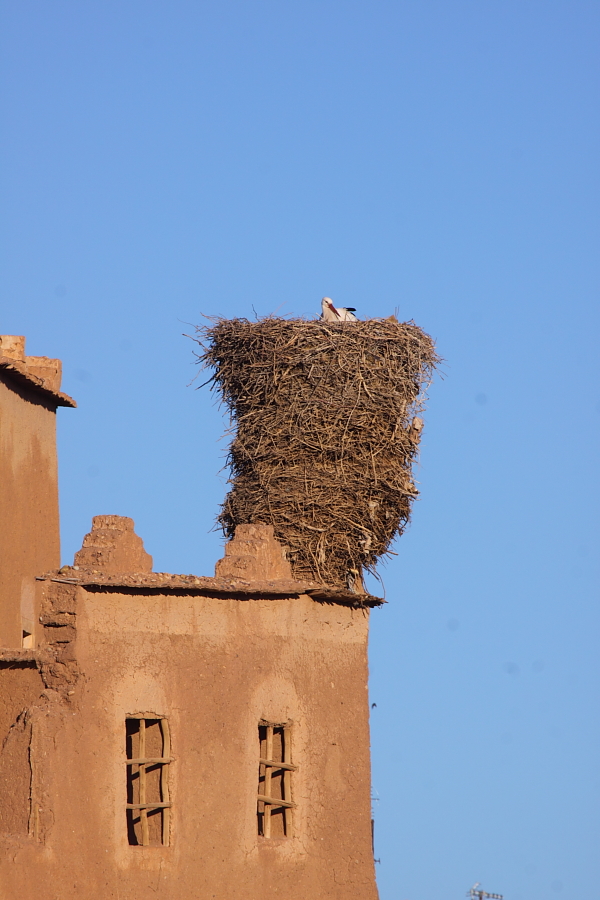 Un antiguo nido de cigüeña blanca en Ourzazate, Marruecos, por Adam Riley