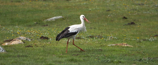 A White Stork in its favored short grass habitat, Sani Pass, Lesotho by Adam Riley