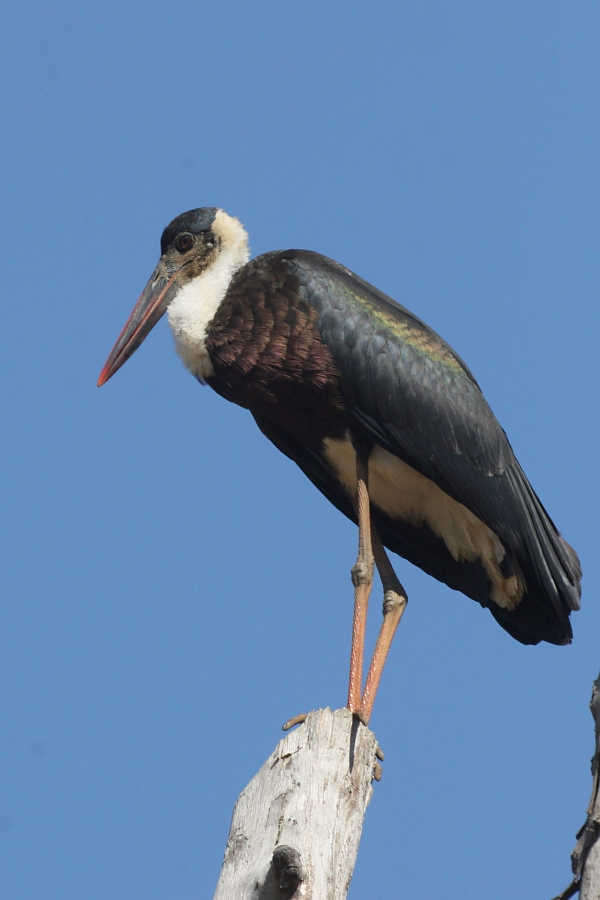 Une cigogne à cou laineux se prélassant au soleil