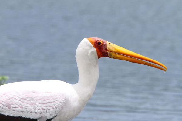 Yellow-billed Stork portrait (note the pink flush indicating breeding status), Ngorongoro Crater, Tanzania by Adam Riley