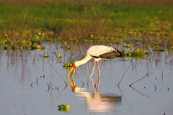 Gulnæbbet stork i typisk fødestilling, Selous, Tanzania af Adam Riley