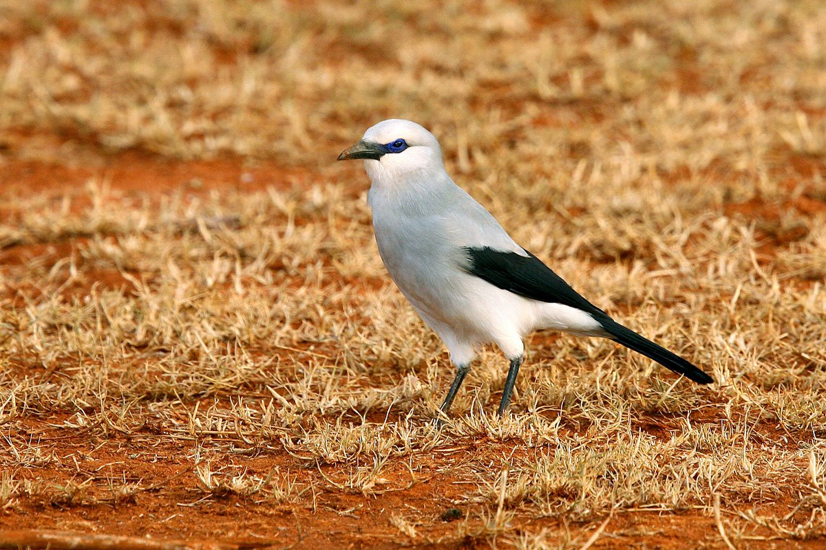 Why is the Ethiopian Bush-crow so restricted in its range?