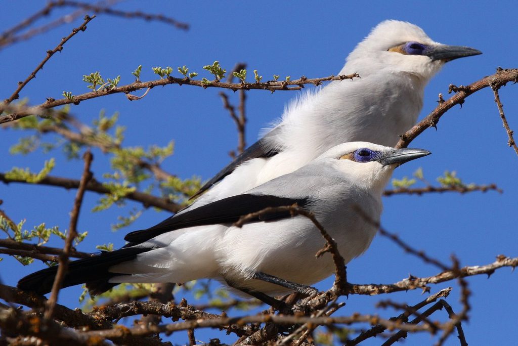 Stresemann's Bushcrow by Matthew Matthiessen