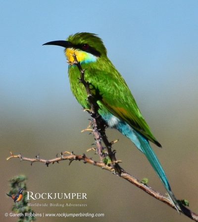 Swallow-tailed Bee-eater by Gareth Robbins