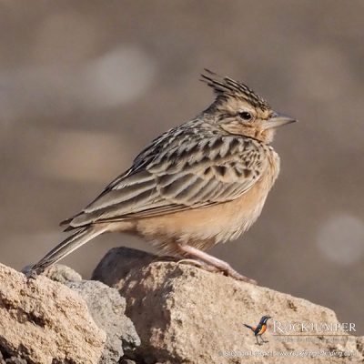 Syke's Lark by Stephan Lorenz