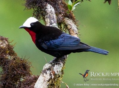 White-capped Tanager by Adam Riley