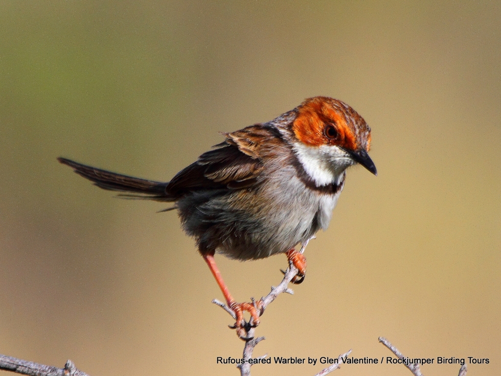 rockjumper birding tours south africa